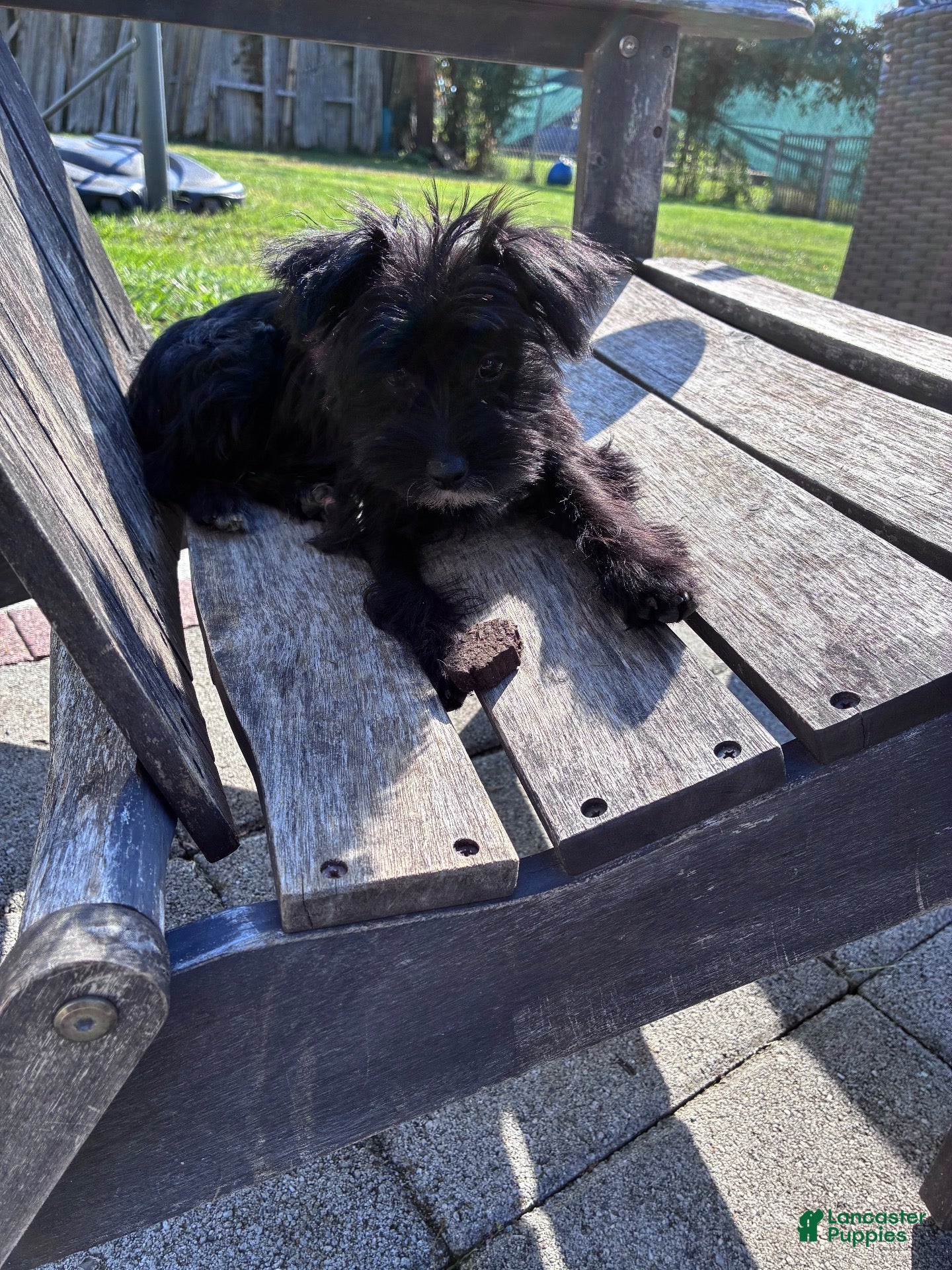 Yorkiepoo dogs Yorkiepoo 2 - Ad 1