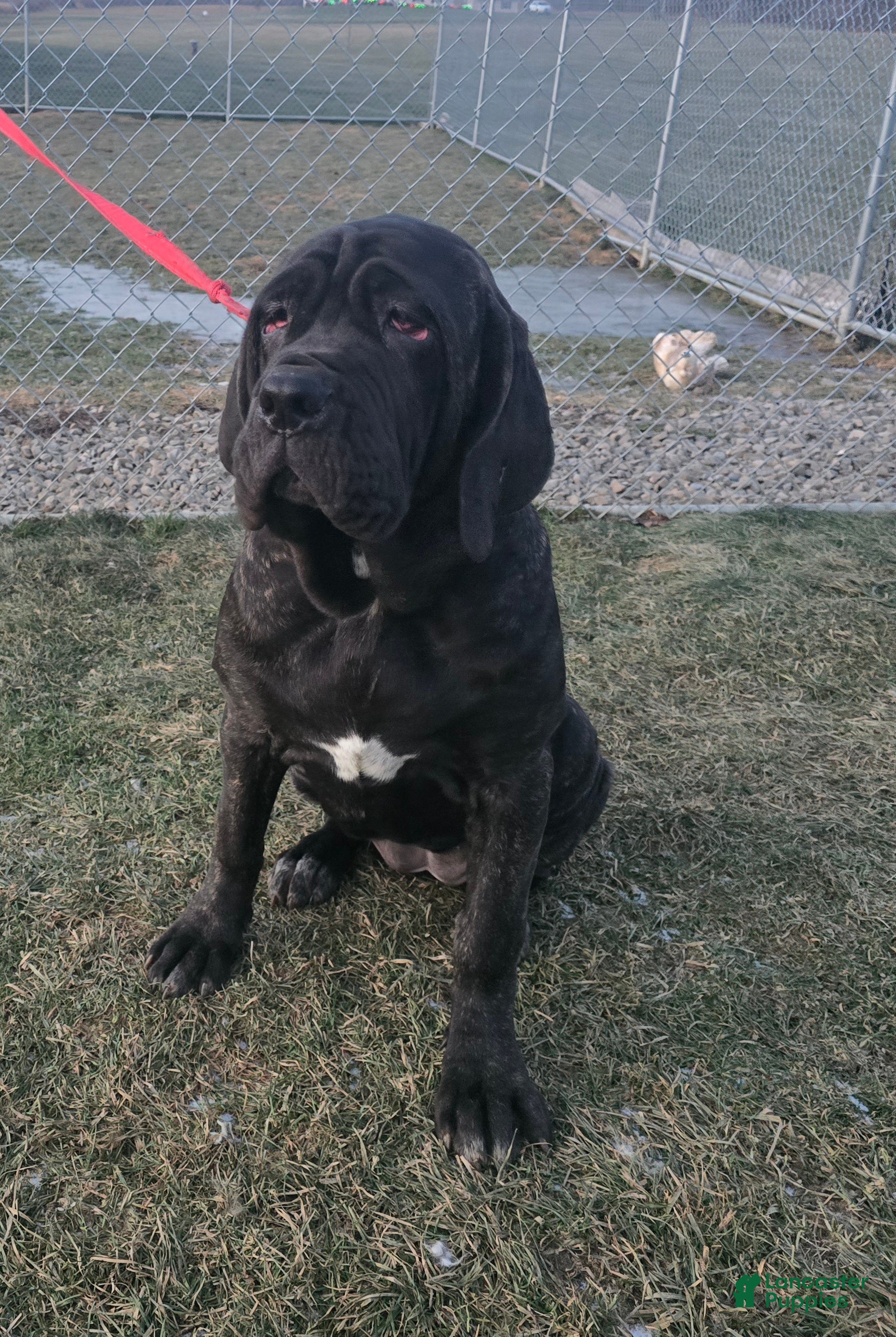 Mixed Breed dogs Ingrid - Ad 4