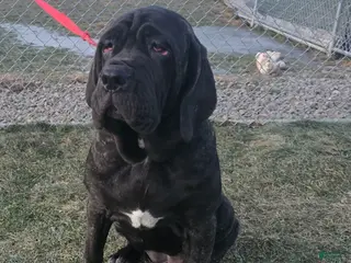 Mixed Breed dogs Ingrid - Ad 4