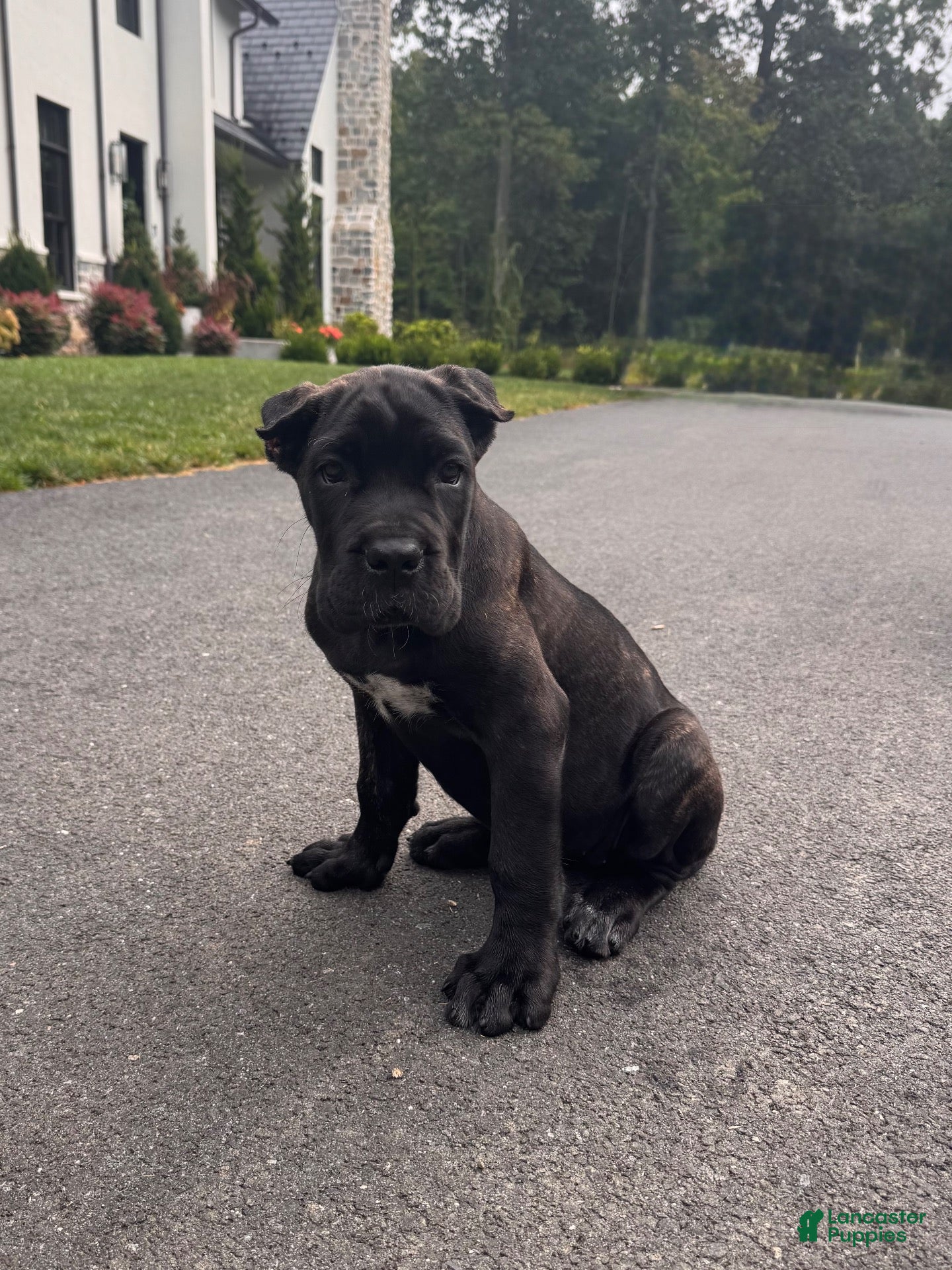 Cane Corso dogs Rosie - Ad 1