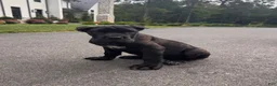 Cane Corso dogs for sale: Rosie - Ad 13