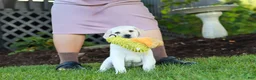 Labrador Retriever dogs for sale: Kurt - Ad 23