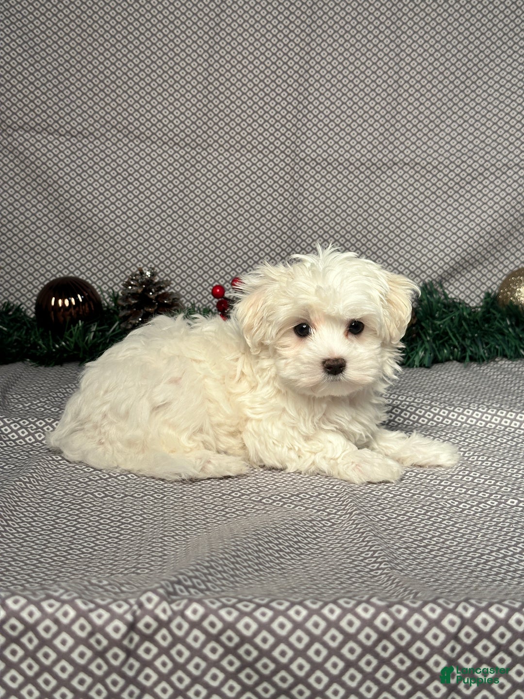 Maltese dogs for sale: Angel - Ad 5
