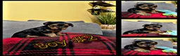 Yorkshire Terrier dogs for sale: Yorkshire Terrier Puppy #2 - Ad 1