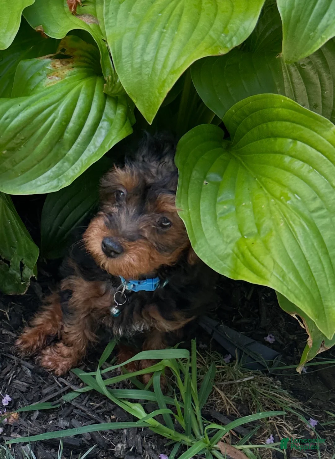 Yorkiepoo dogs for sale: Jasper - Ad 2