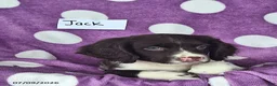 English Springer Spaniel dogs for sale: Jack - Ad 8