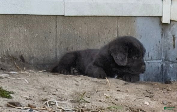 Newfoundland dogs Dark Blue collar  - Ad 3