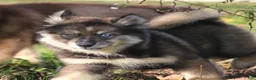 Pomsky dogs for sale: Dutch - Ad 5