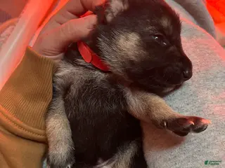 Gerberian Shepsky dogs (Red collar) Gerberian Shepsky Puppy 2 - Ad 17