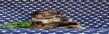 Snickers