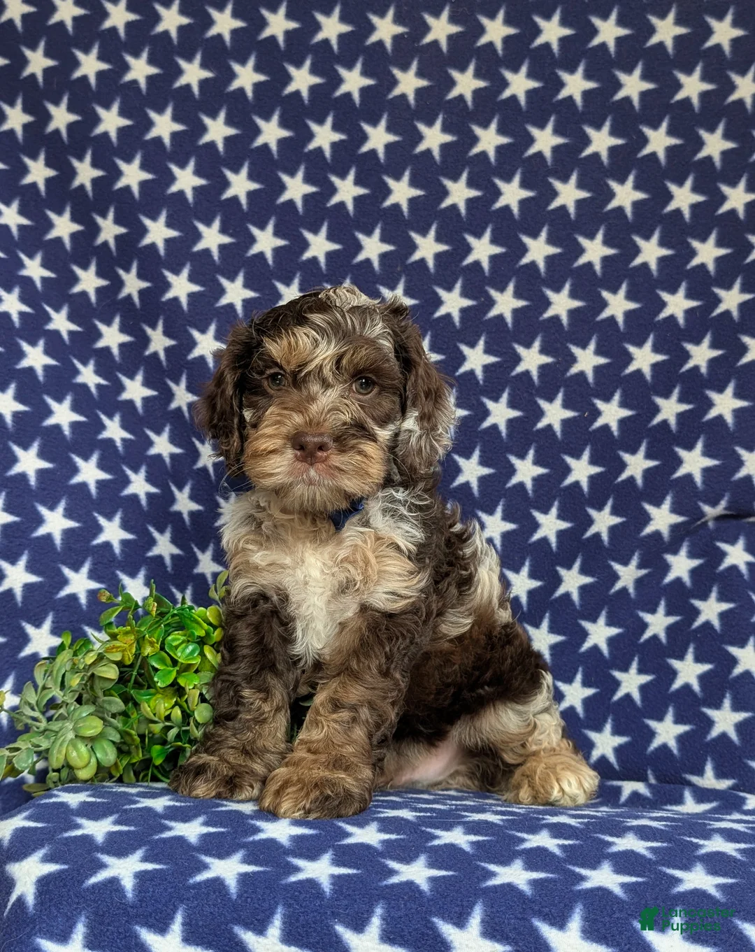 Cockapoo dogs for sale: Snickers - Ad 1
