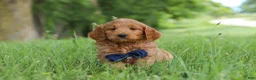 Mini Goldendoodle dogs for sale: Buddy - Ad 1