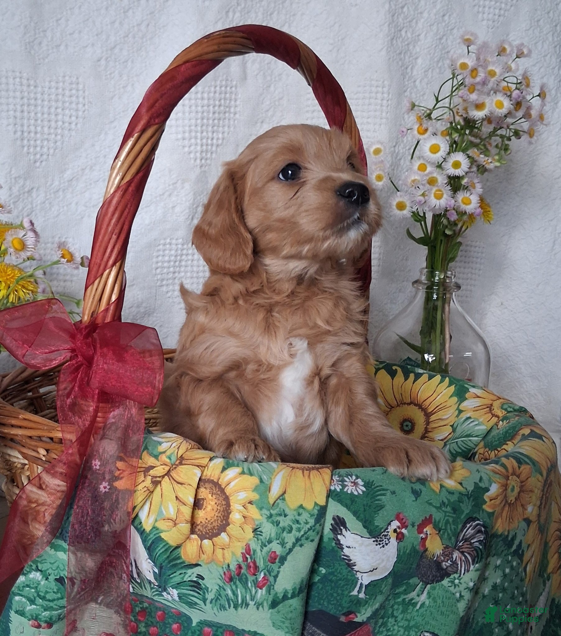 Mini Goldendoodle dogs Mini Goldendoodle, Whisper - Ad 1