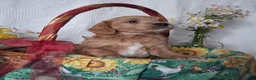 Mini Goldendoodle dogs for sale: Mini Goldendoodle, Whisper - Ad 1