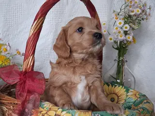 Mini Goldendoodle dogs for sale: Mini Goldendoodle, Whisper - Ad 4