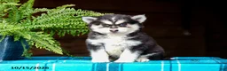 Pomsky dogs for sale: Richard - Ad 1