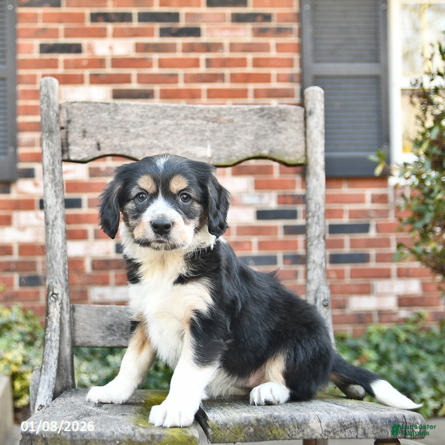 Mixed Breed dogs Harmony  - Ad 26