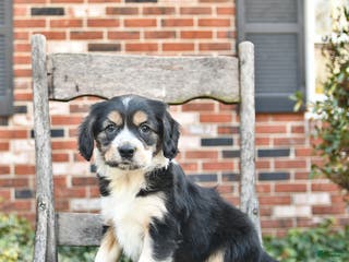 Mixed Breed dogs Harmony - Ad 21