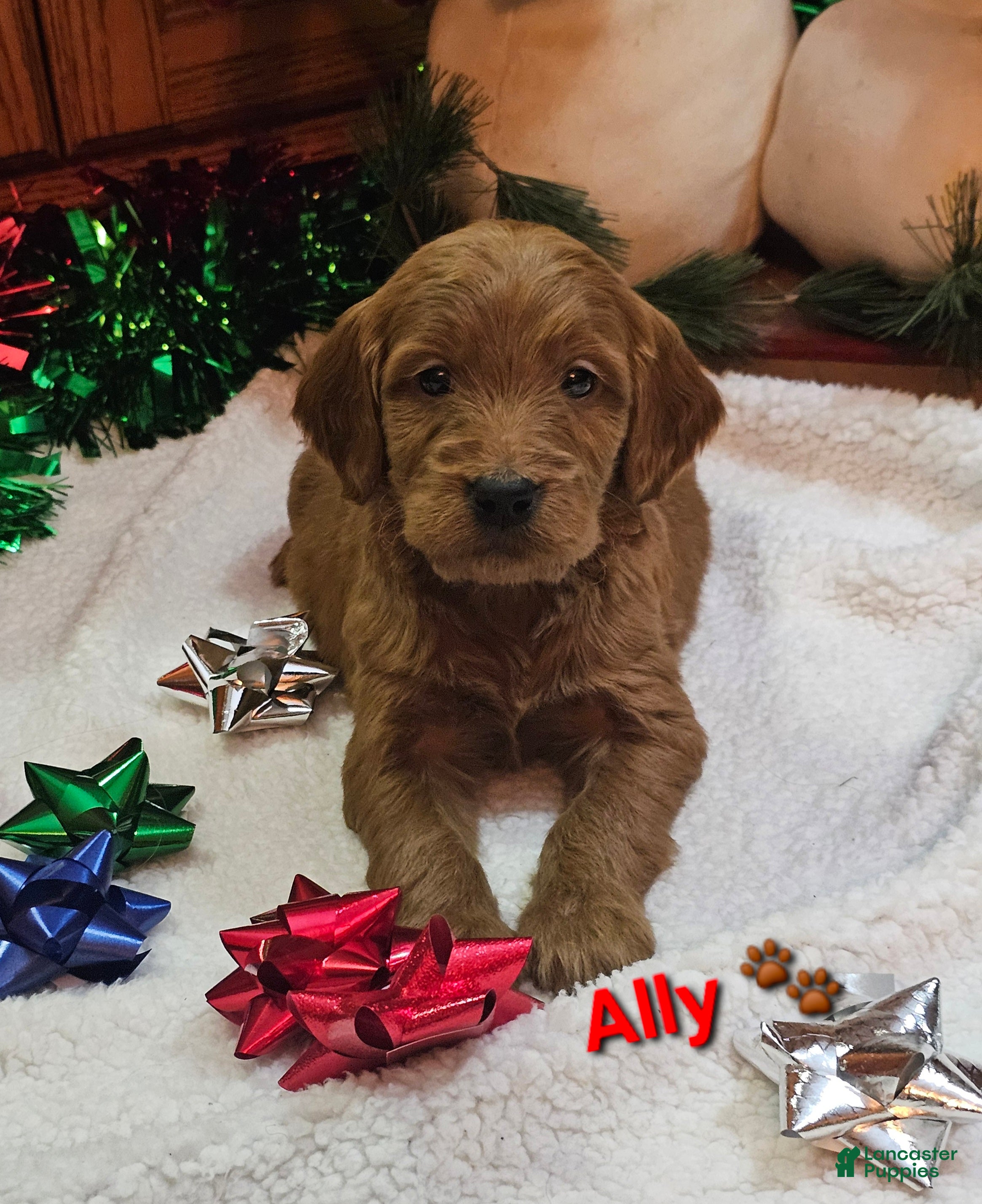 Goldendoodle dogs Ally  - Ad 12