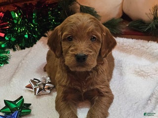 Goldendoodle dogs Ally - Ad 12