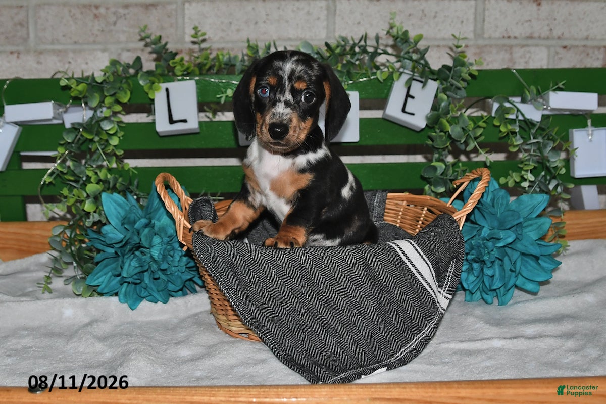 Miniature Dachshund dogs Jorge - Ad 2