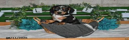 Miniature Dachshund dogs for sale: Jorge - Ad 2