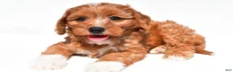 Cavapoo dogs for sale: Lyn - Ad 10