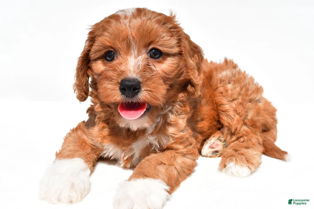 Cavapoo dogs for sale: Lyn - Ad 10