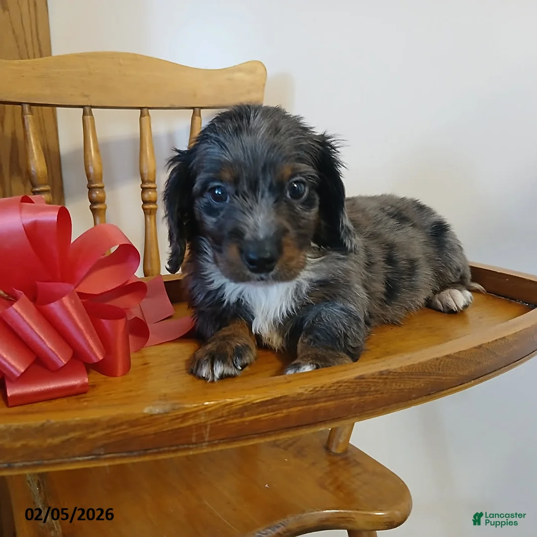 Miniature Dachshund dogs for sale: Valentino - Ad 1