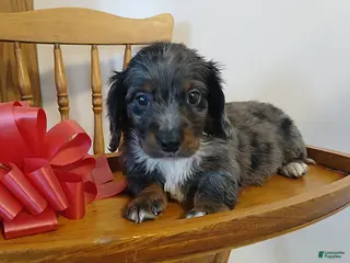 Miniature Dachshund dogs Valentino - Ad 9