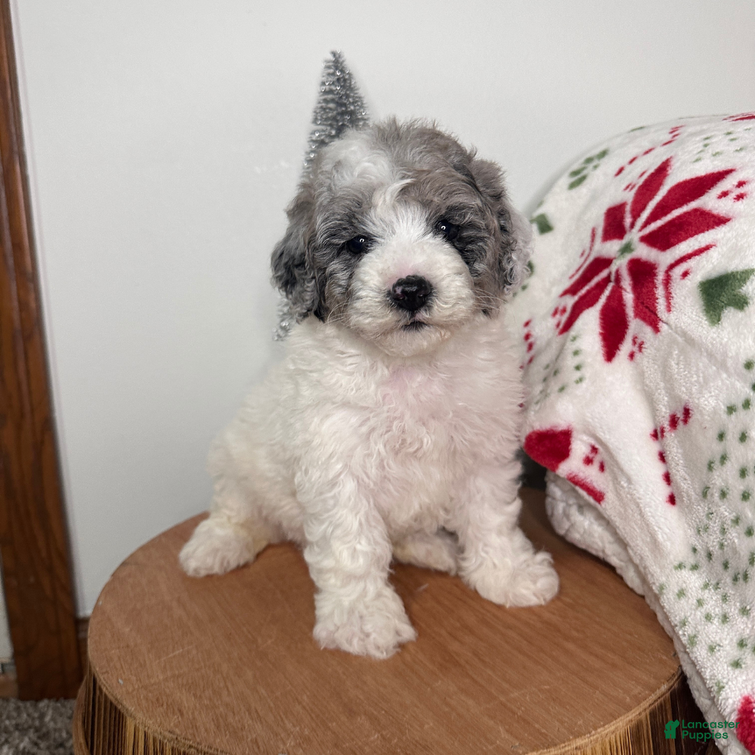 Cavapoo dogs for sale: Blizzard - Ad 3