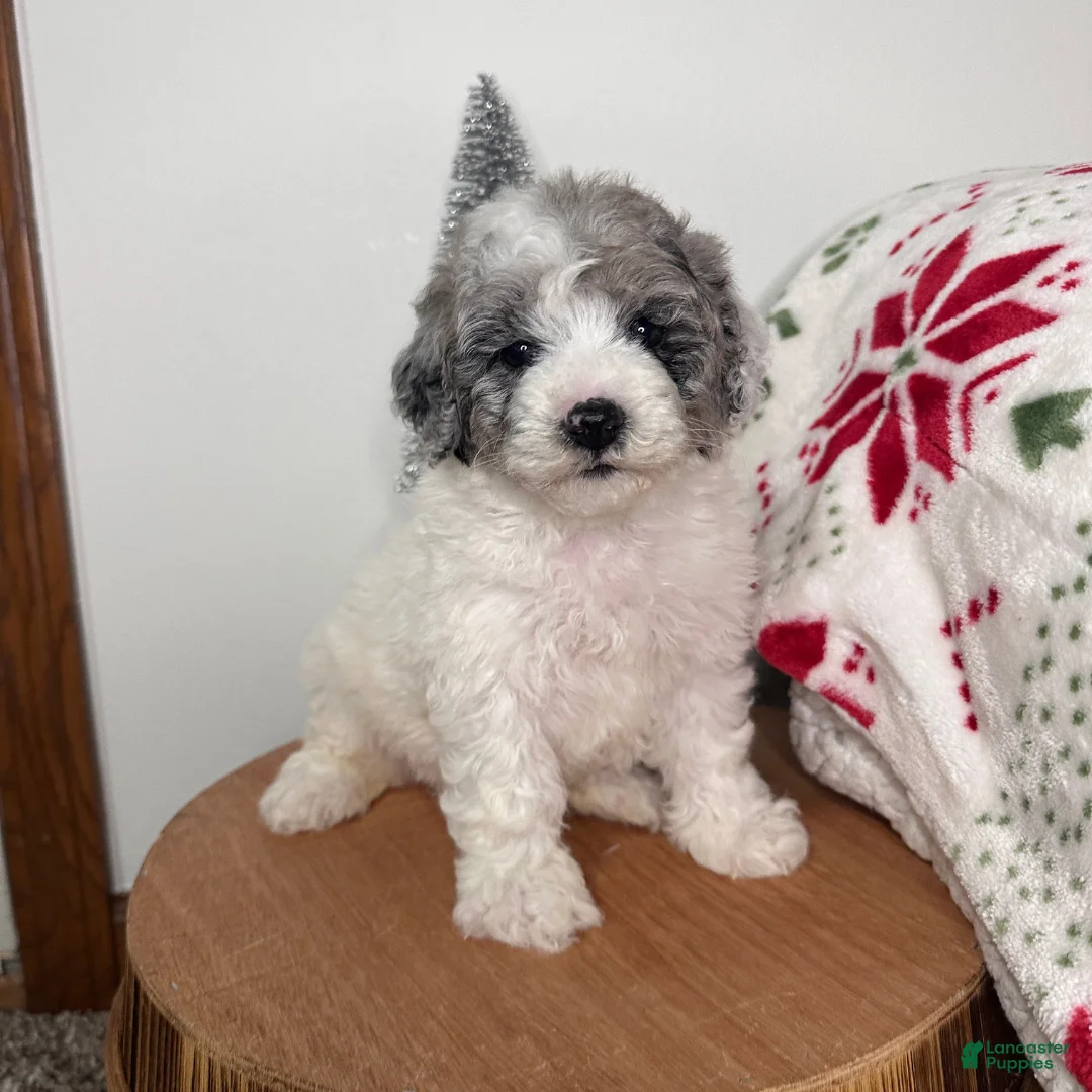 Cavapoo dogs for sale: Blizzard - Ad 3