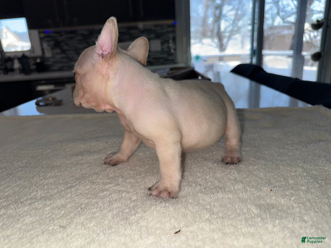 French Bulldog dogs for sale: French Bulldog Puppy 2 - Ad 6