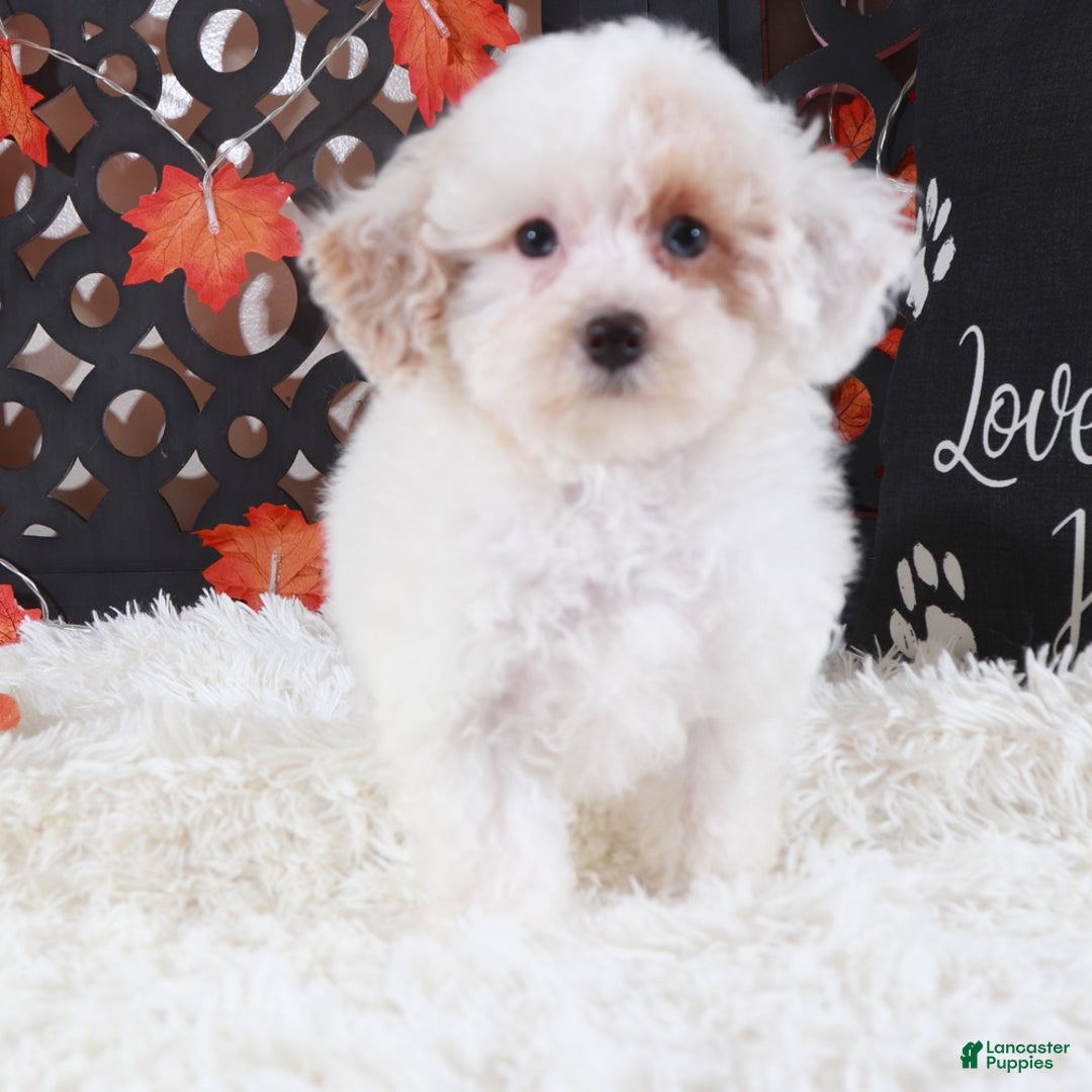 Toy Poodle dogs for sale: Ariel - Ad 4