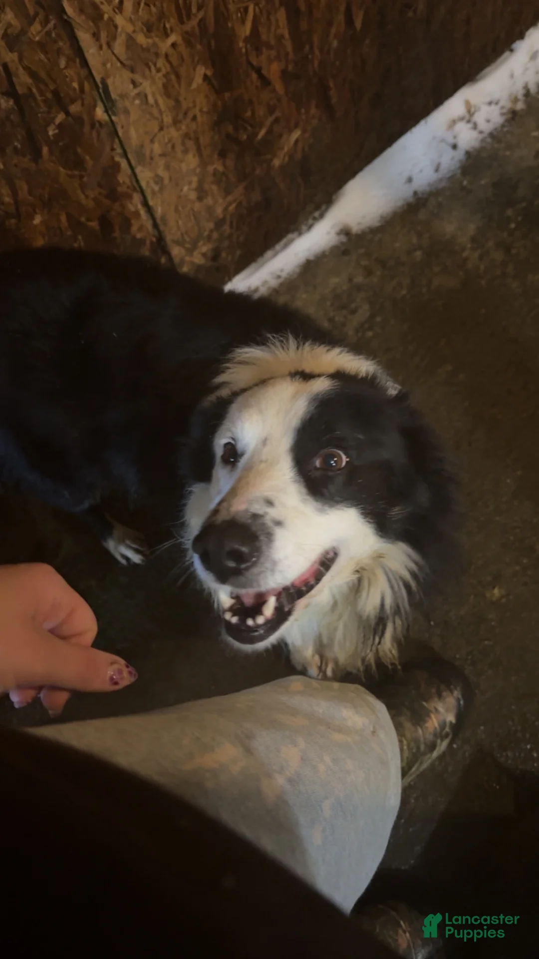 Border Collie dogs for sale: Black & White Male - Ad 10