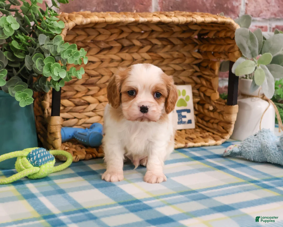 Cavalier King Charles Spaniel dogs for sale: Kahlil  - Ad 1