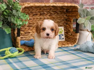Cavalier King Charles Spaniel dogs Kahlil - Ad 33