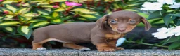 Miniature Dachshund dogs for sale:  Zoey🎀 - Ad 5