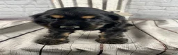 Cocker Spaniel dogs for sale: Pip - Ad 3