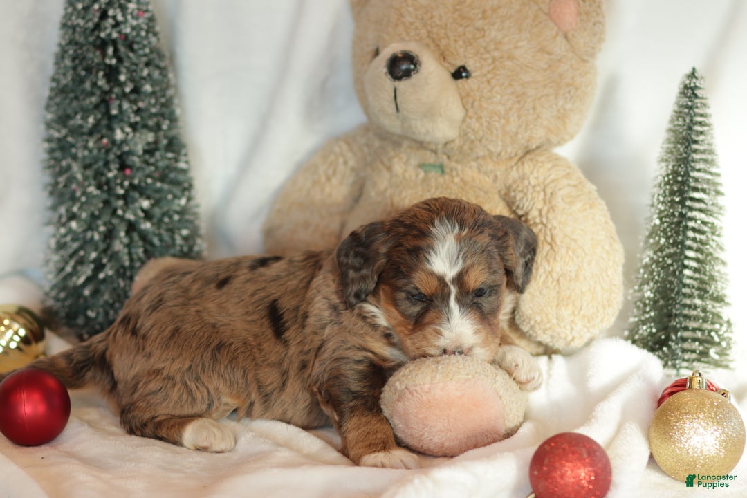 Bernedoodle dogs for sale: Noelle  - Ad 4