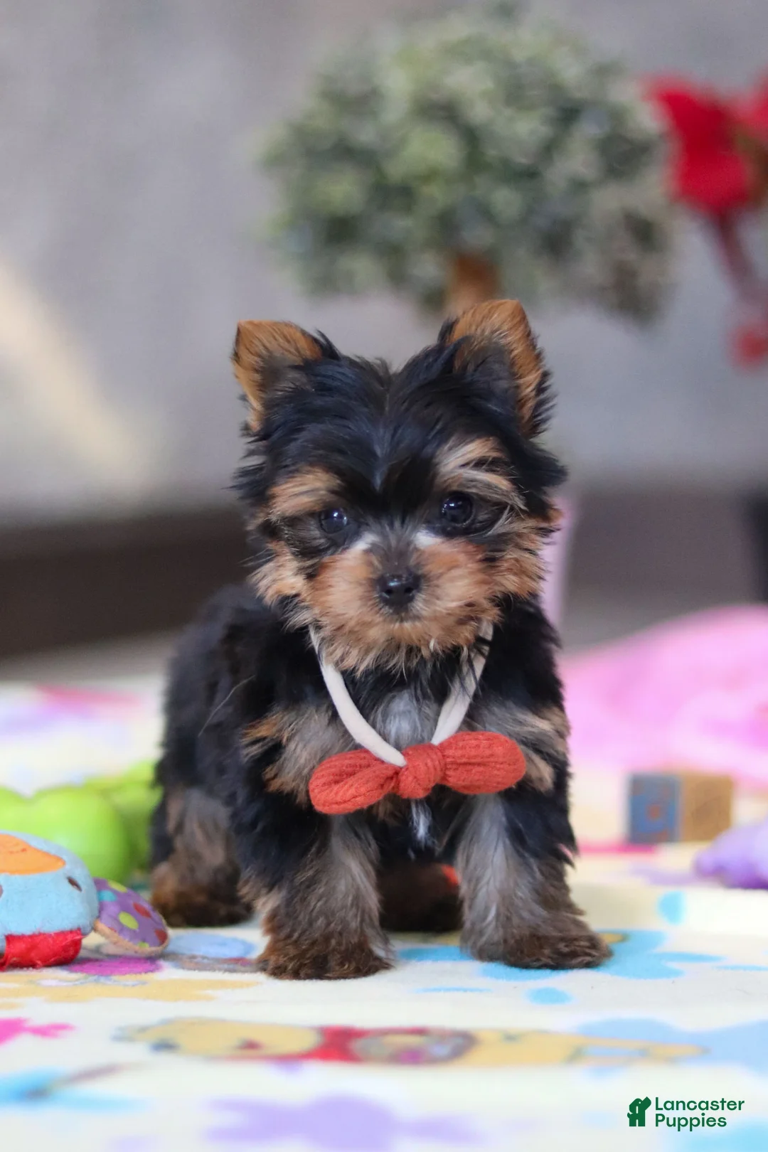 Yorkshire Terrier dogs for sale: Jonah - Ad 7