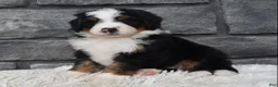 Mini Bernedoodle dogs for sale: Cash  - Ad 5