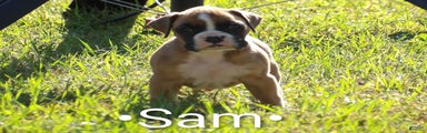 Sam