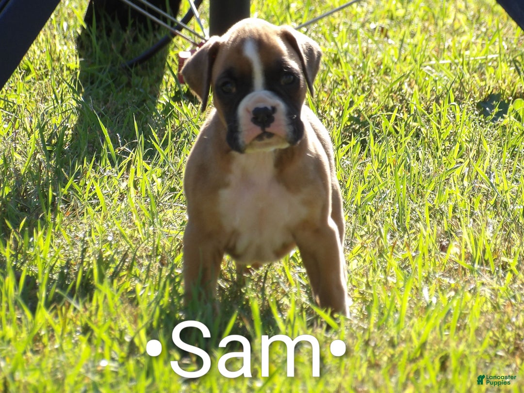 Boxer dogs for sale: Sam - Ad 1