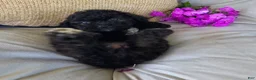 Shihpoo dogs for sale: Lucy - Ad 8