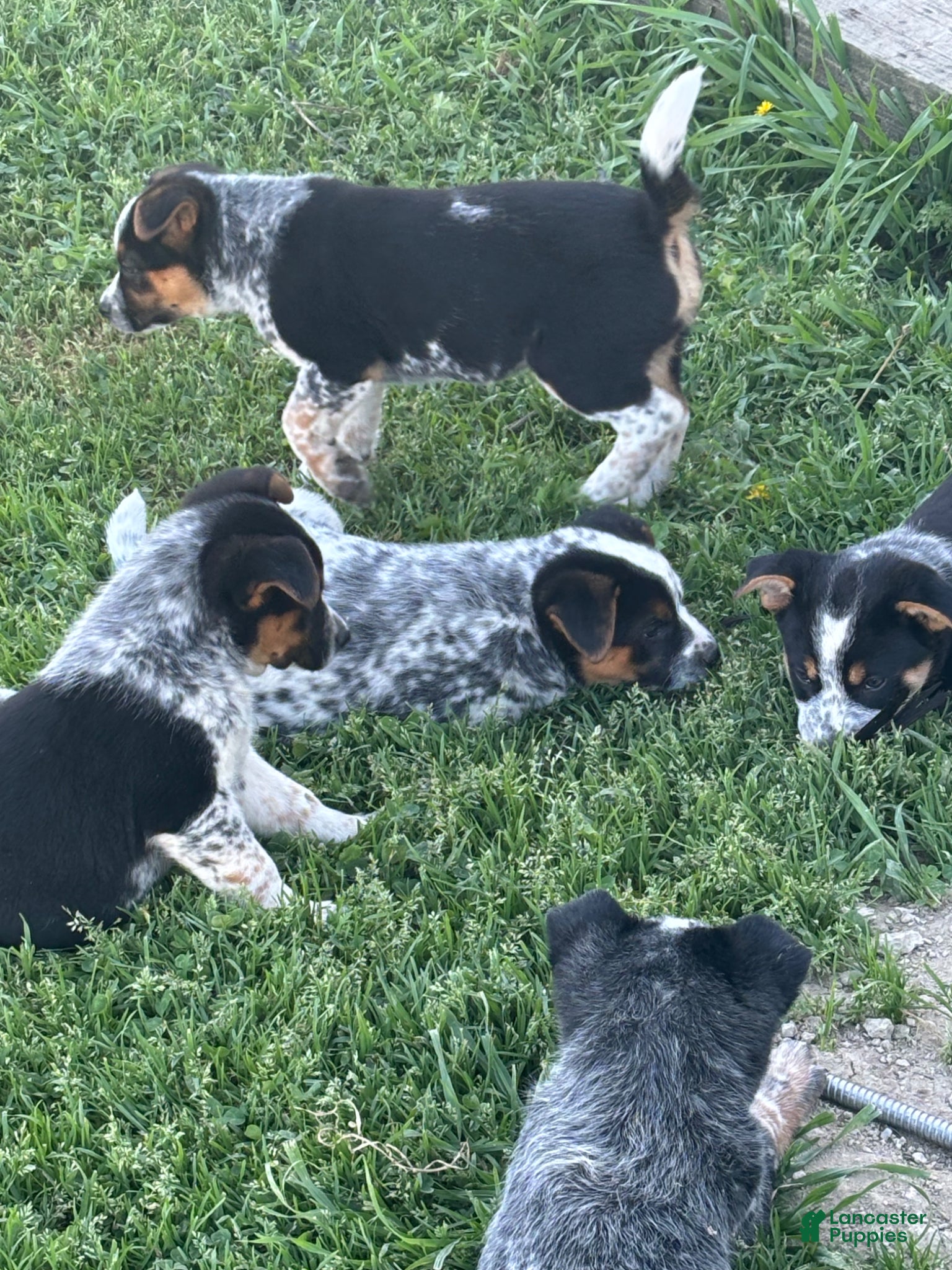 Mixed Breed dogs Mixed Breed Puppy 8 - Ad 21