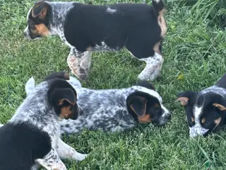 Mixed Breed dogs Mixed Breed Puppy 8 - Ad 32