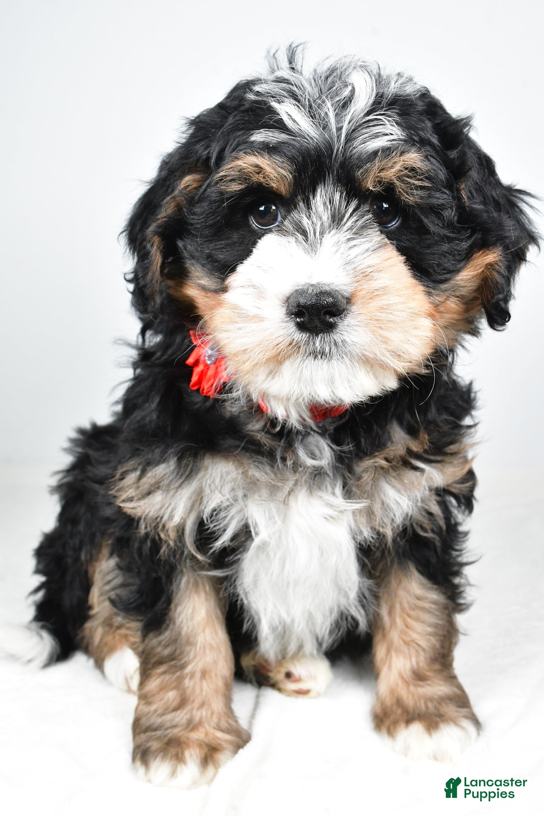 Mini Bernedoodle dogs Abigail - Ad 16
