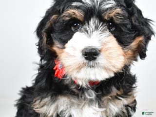 Mini Bernedoodle dogs Abigail - Ad 10