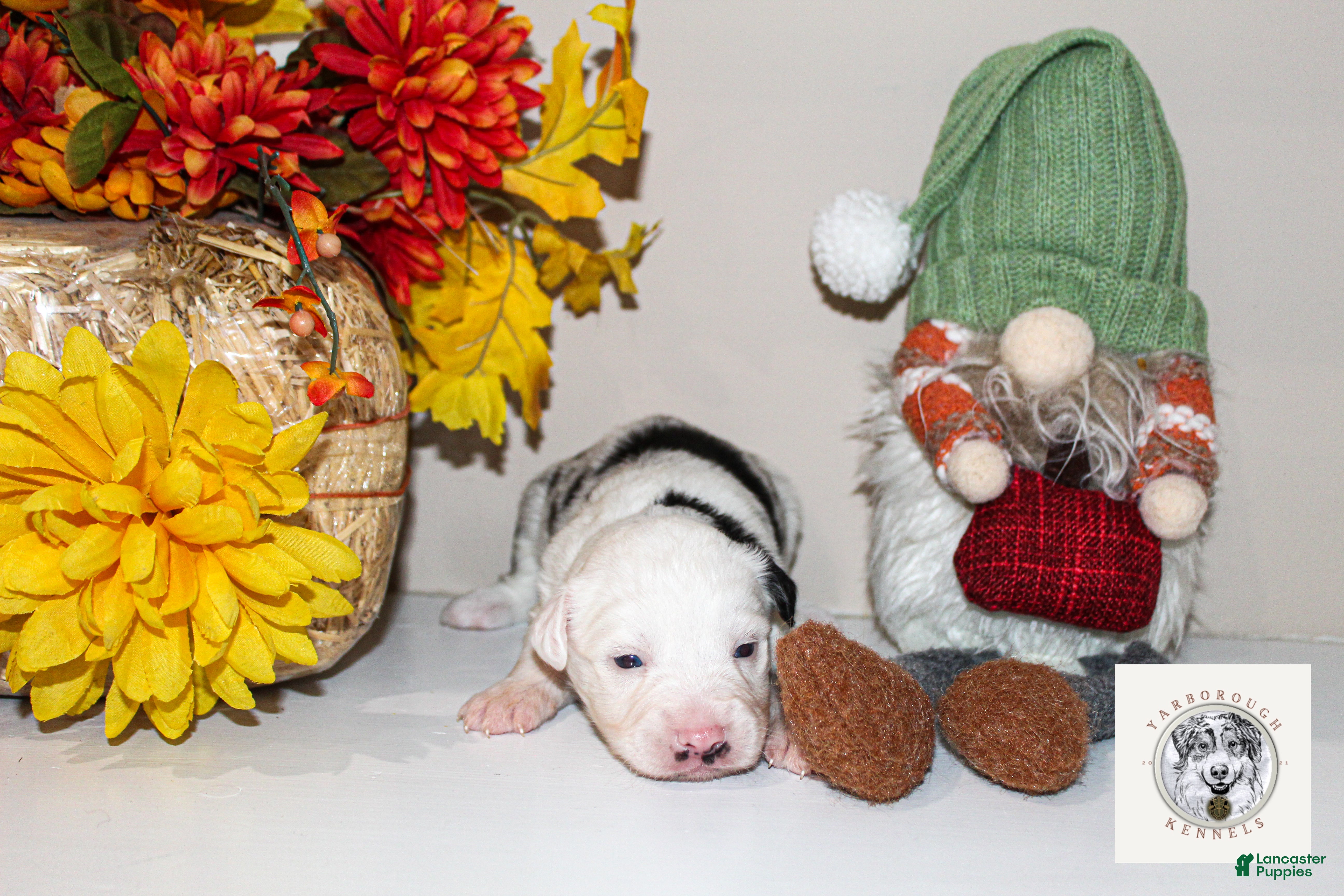 Miniature Australian Shepherd dogs Jack - Ad 2